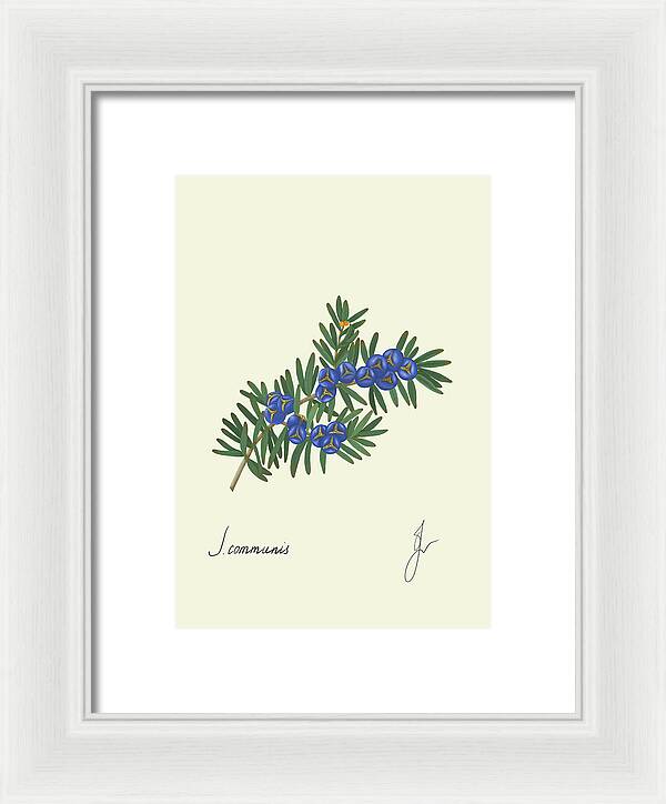 Juniper fine art white frame