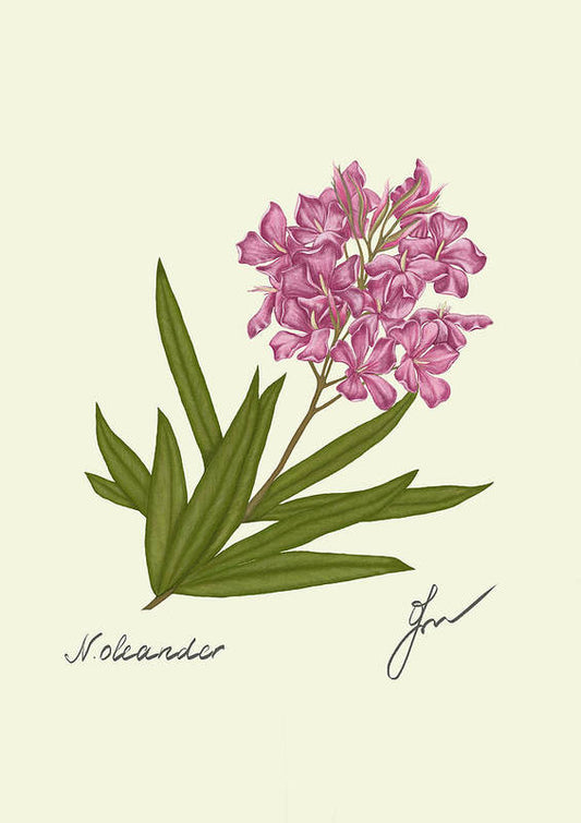 Oleander art print, by Fiurdelin.