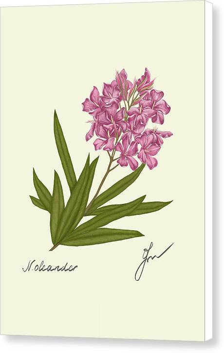 Oleander  canvas print with white border