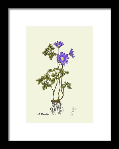 Anemone Blanda black framed print by Fiurdelin. 