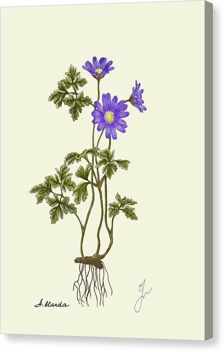 Anemone Blanda canvas print with border of same color as background