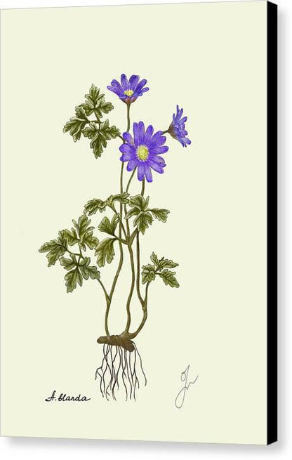 Anemone Blada canvas print with black border