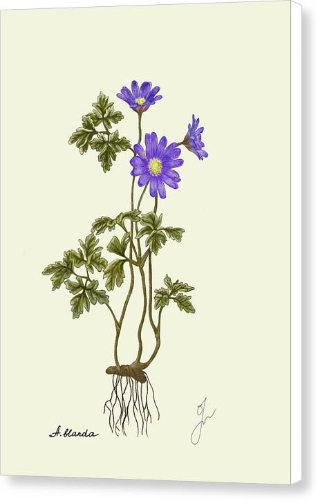 anemone canvas print with white border