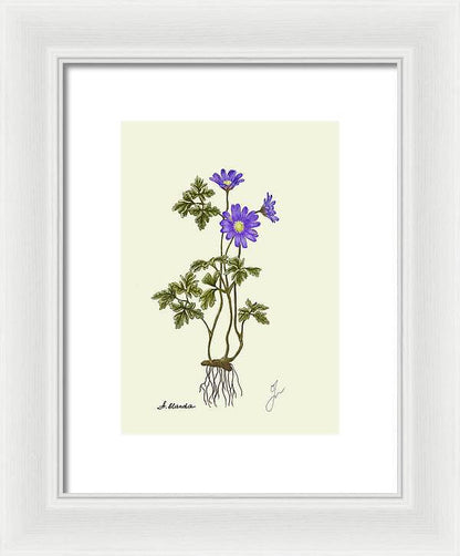 Anemone Blanda white framed print by Fiurdelin. 