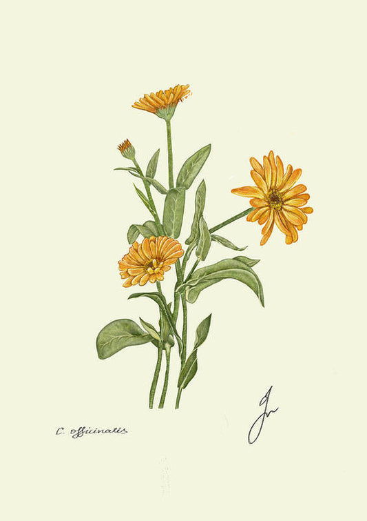 Calendula, Botanical Art Print by Fiurdelin