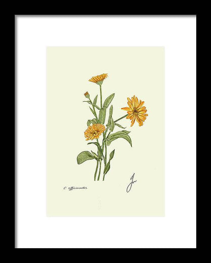 Calendula black framed print by Fiurdelin. 