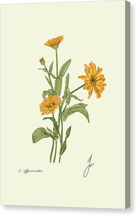 Calendula Canvas print, with border of the same color as background of drawing 
