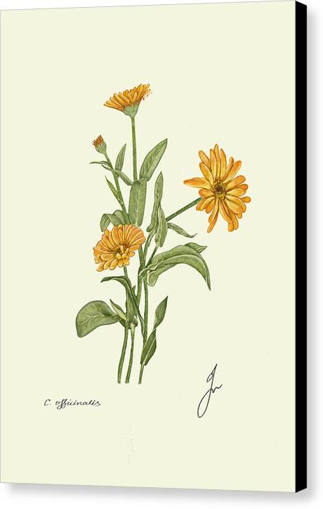 Calendula Canvas print, with black border