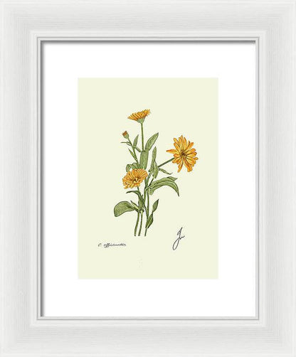 Calendula white Framed art Print by Fiurdelin. 