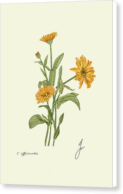 Calendula Canvas print, with white border