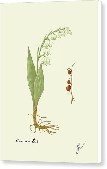 Convallaria Majalis Canvas with white border