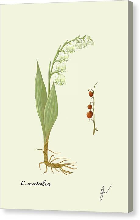 Convallaria Majalis Canvas with border with same color as background of drawing