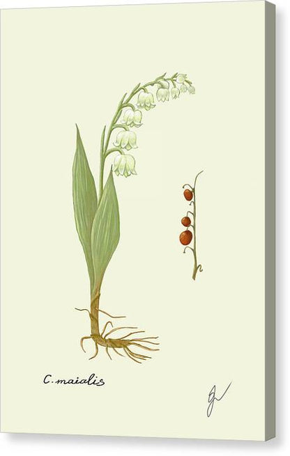 Convallaria Majalis Canvas with border with same color as background of drawing