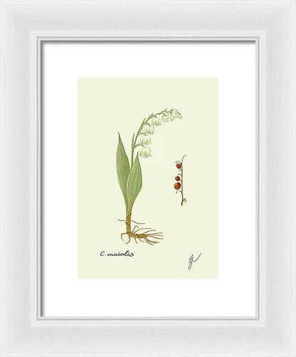 Convallaria fine art white framed print