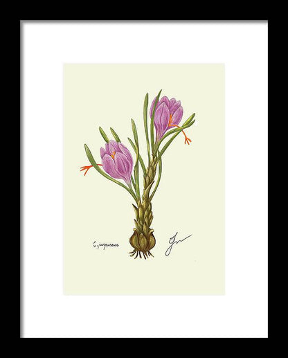 Crocus black framed print, by Fiurdelin