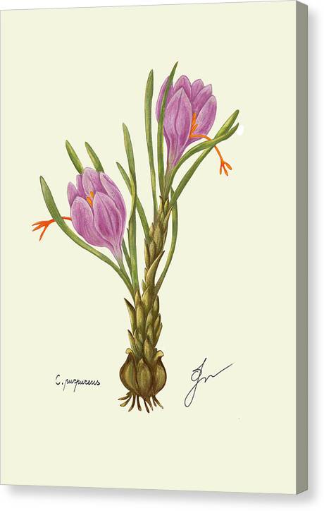 Crocus Canvas Print with same border as background of drawing