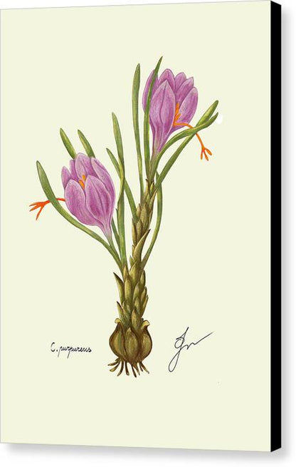 Crocus Canvas Print with black border 