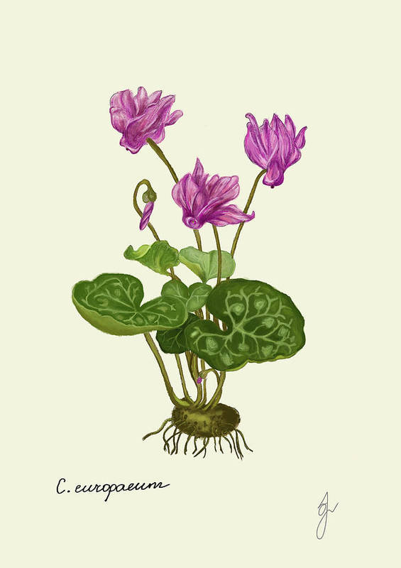 Cyclamen fine art print, by Fiurdelin. 