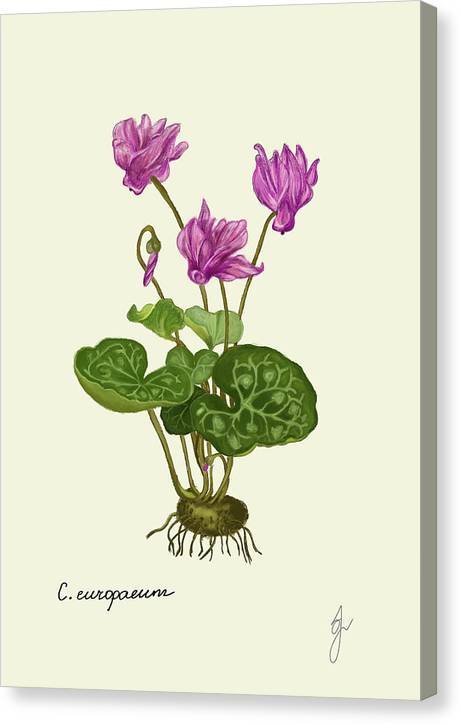 cyclamen canvas print with same border as main drawing