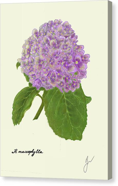 Hortensia canvas print with border same color of front 