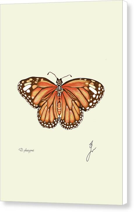 Monarch  canvas print with white border