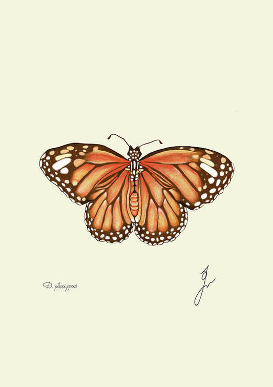 Monarch fine art print, by Fiurdelin.