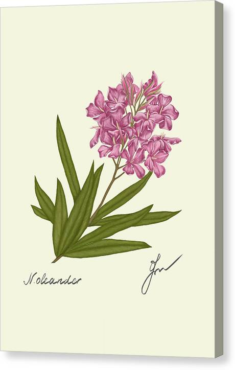 Oleander  canvas print with same border as drawing