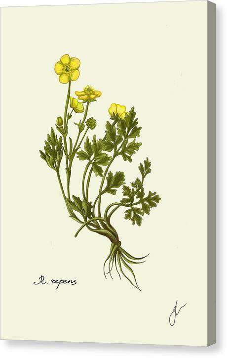 Ranunculus Repens canvas print with same border as drawing