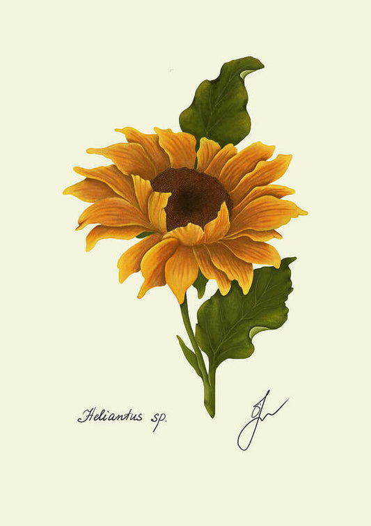 sunflower fine art print