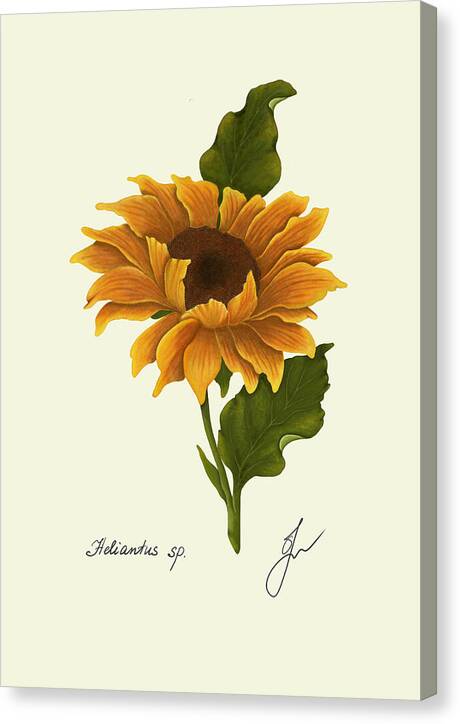 sunflower canvas with same border