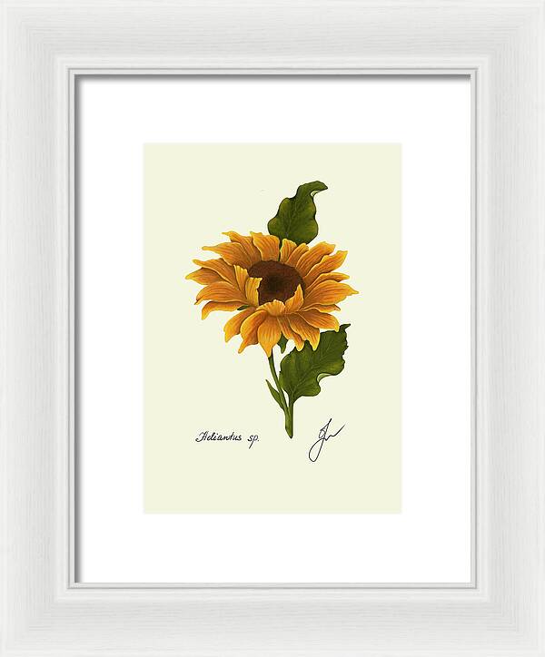 sunflower white frame print
